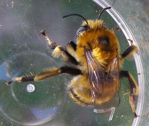 Anthophora retusa